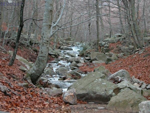 Bosque del Montseny (Font de Pasavets)