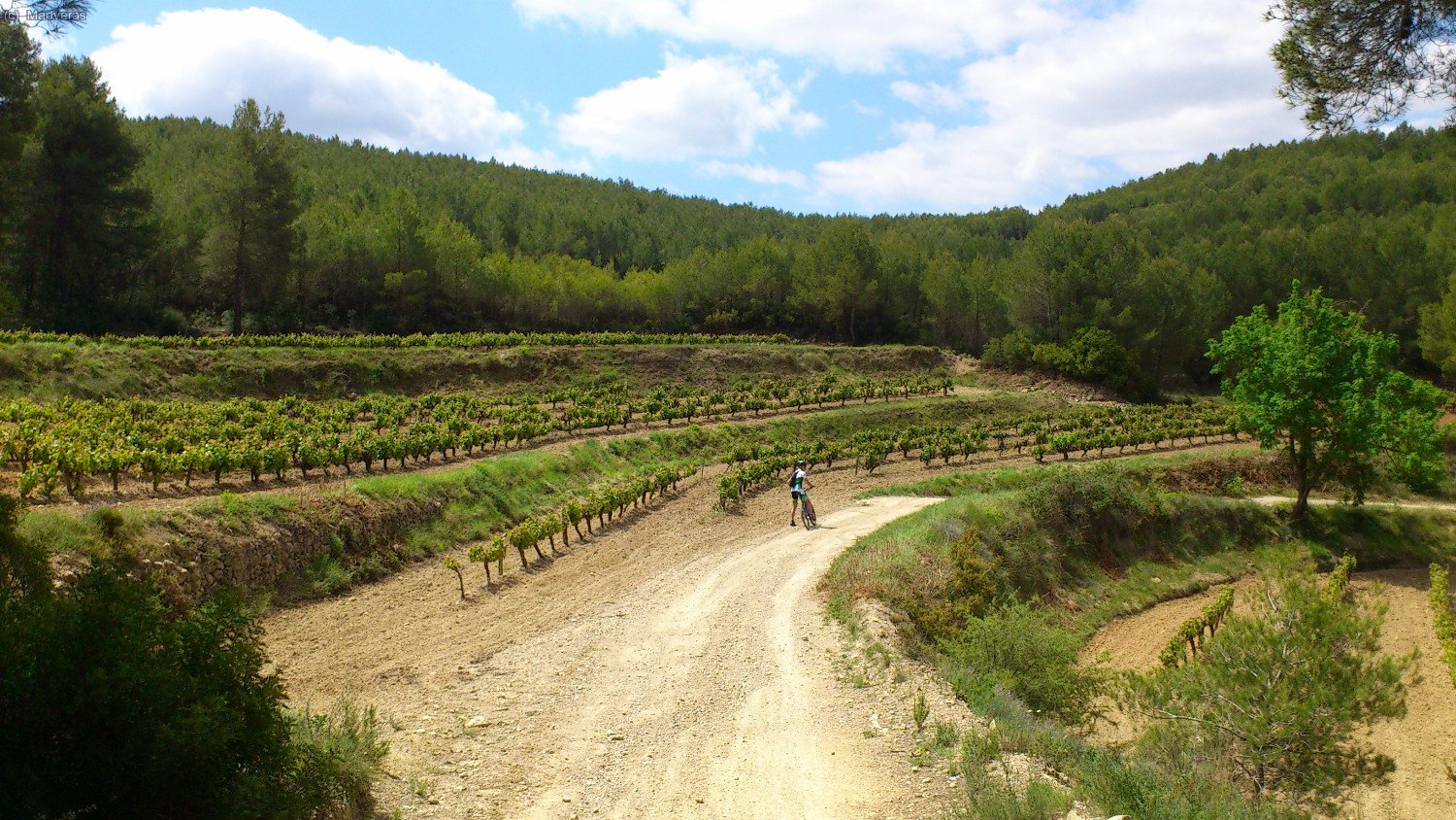 La ruta va pasant per camps de vinyes 