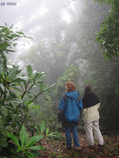 El Pital es el punto mas alto del país, a mas de 2.700 m, pero se encuentra cubierto de bosque nubloso