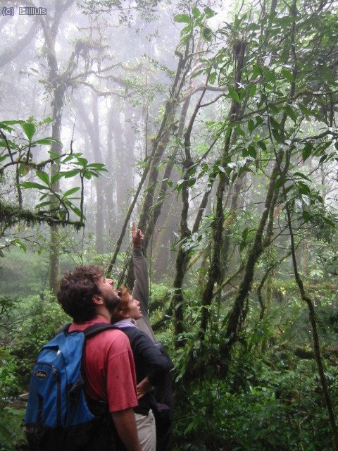 El Parque Nacional Montecristo, que muestra el mejor bosque nebuloso del país, culmina en el Trifinio. Allí confluyen El Salvador, Honduras y Guatemala