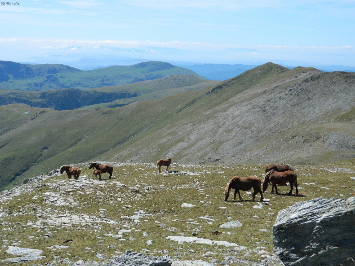 Cavalls a pocs metres del cim del Pastuira. A la dreta, el Fontlletera, d
