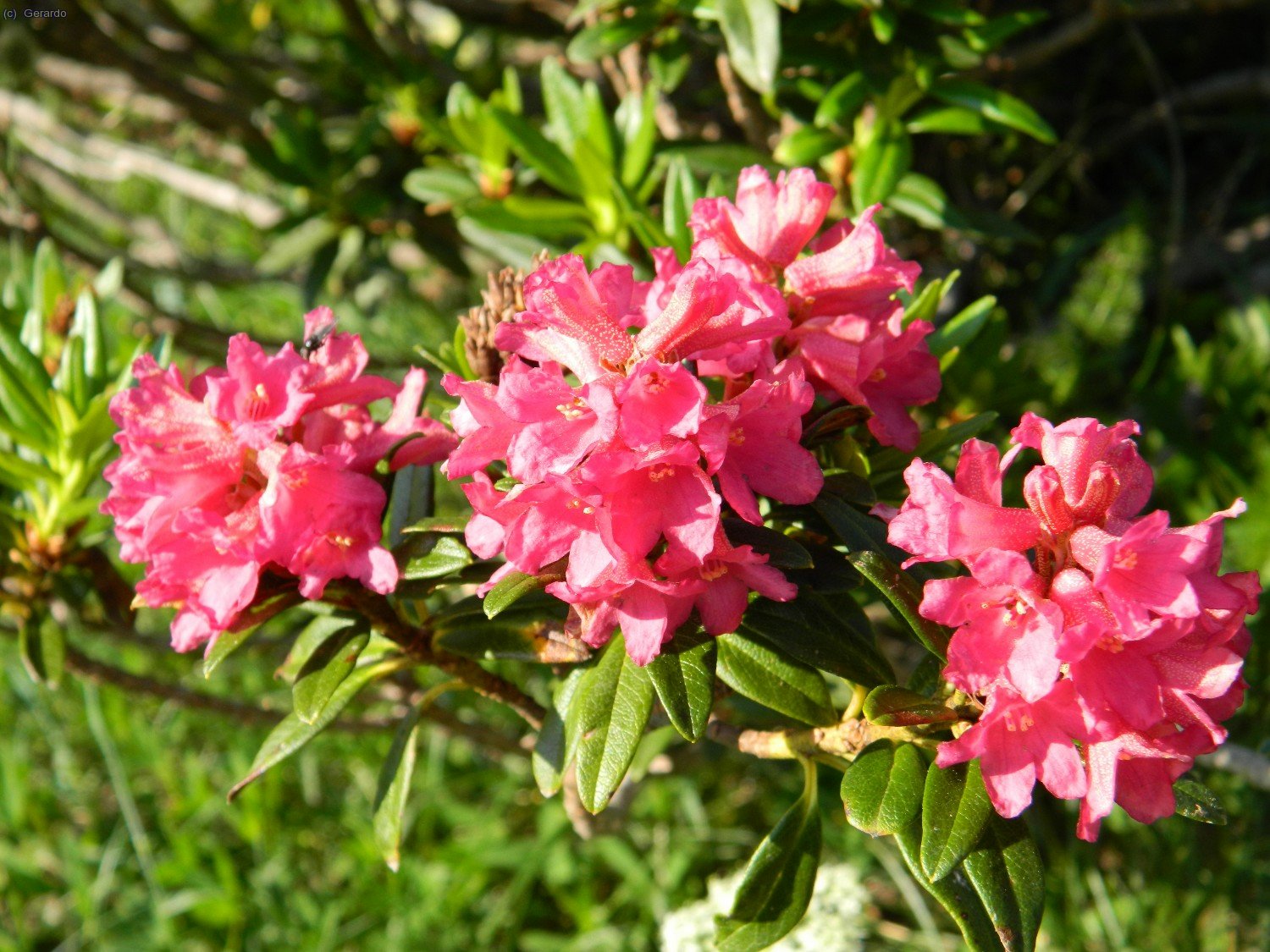 Flors de neret (rododendro).