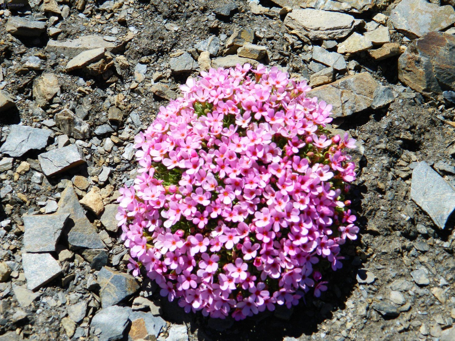 Un ramillete de florecillas de apenas veinte centímetros de diámetro, muy cerca de la cima.