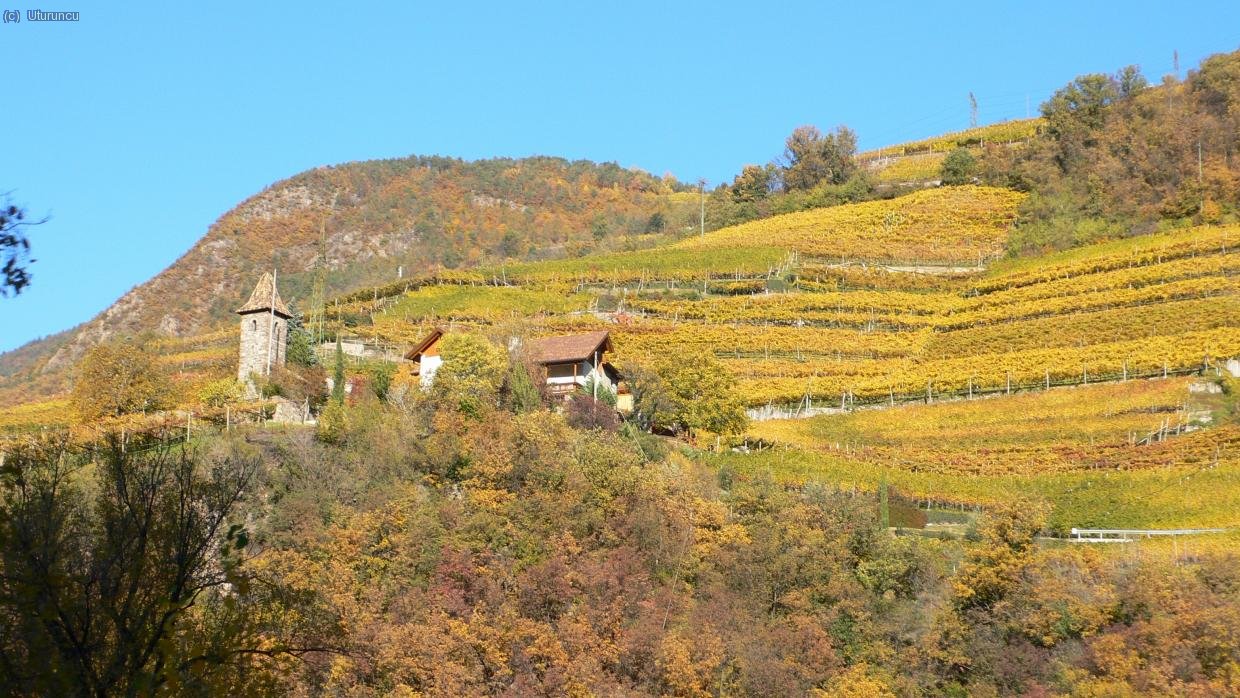 Viñedos en otoño cerca de Bolzano