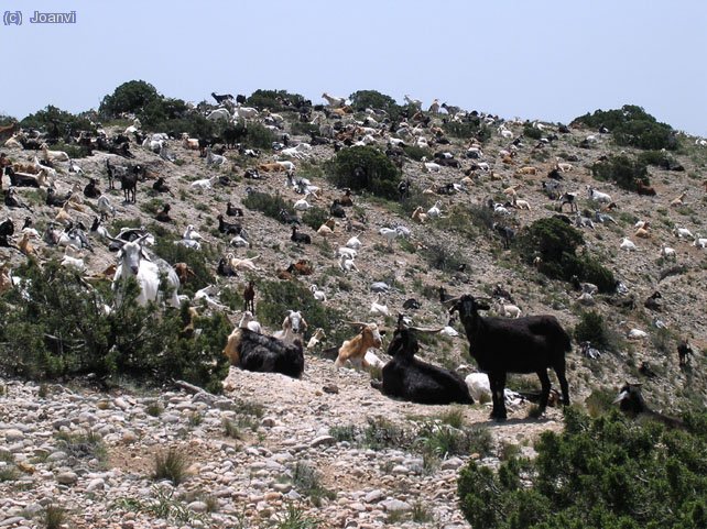 Pastorant per la Serra Major del Montsant.