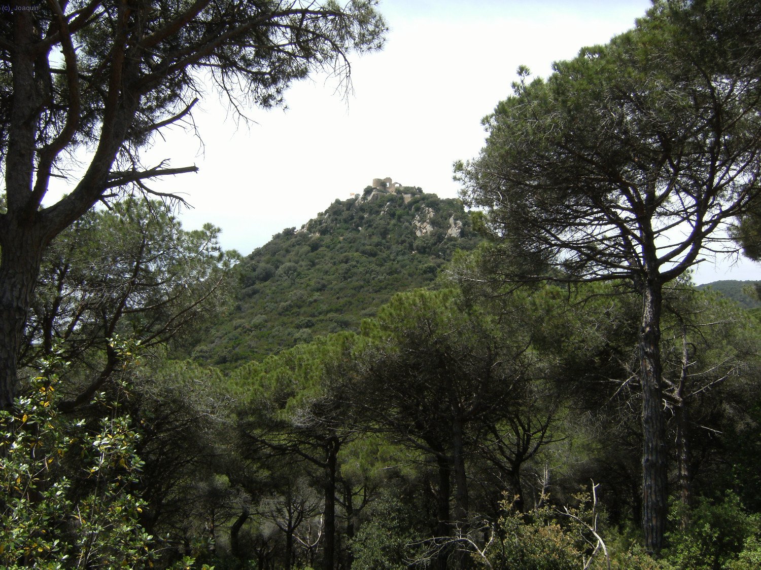 Castell de Burriac entre los pinares