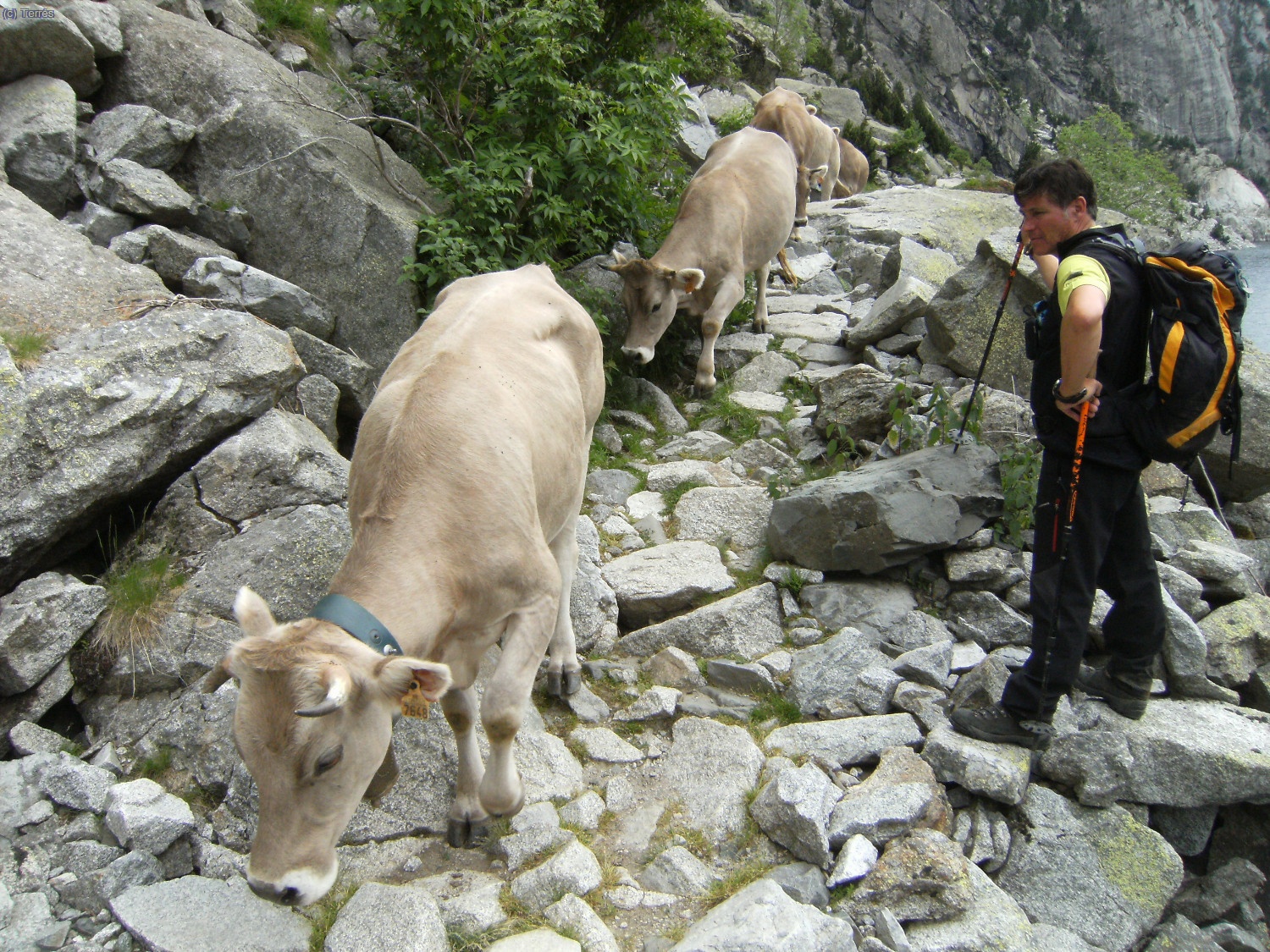 Francesc junto al grupo de vacas
