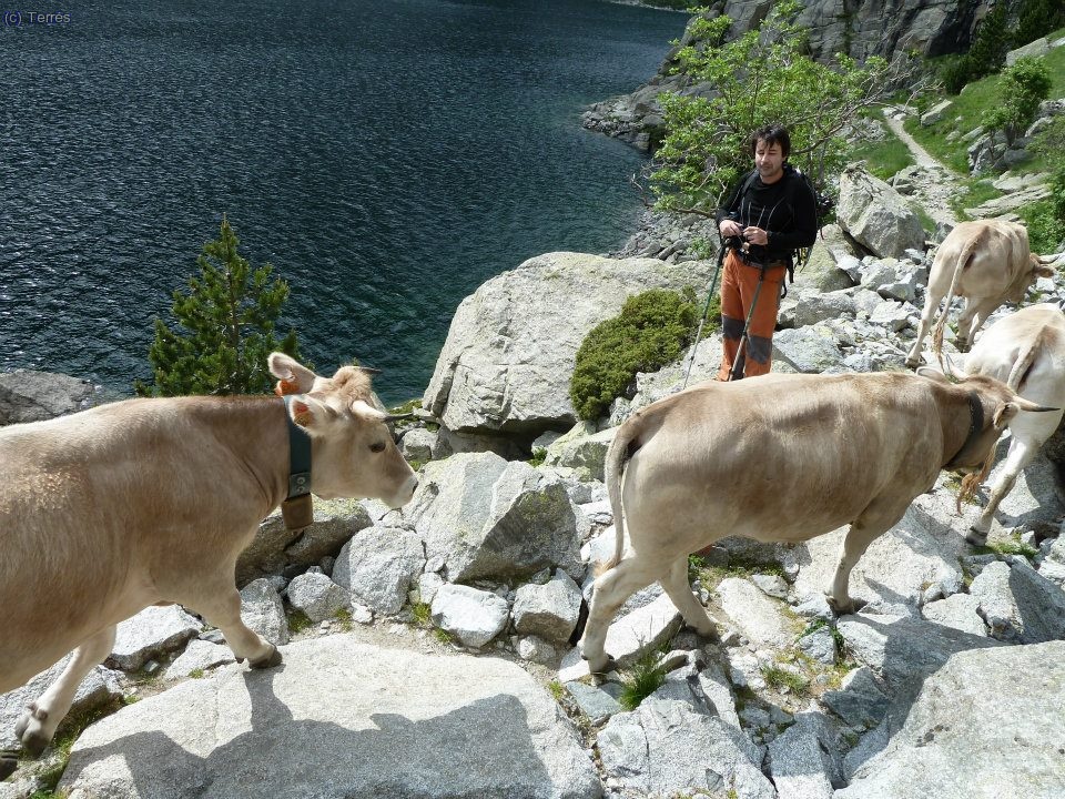 Joaquín Terrés y un grupo de vacas (Foto: Pep)