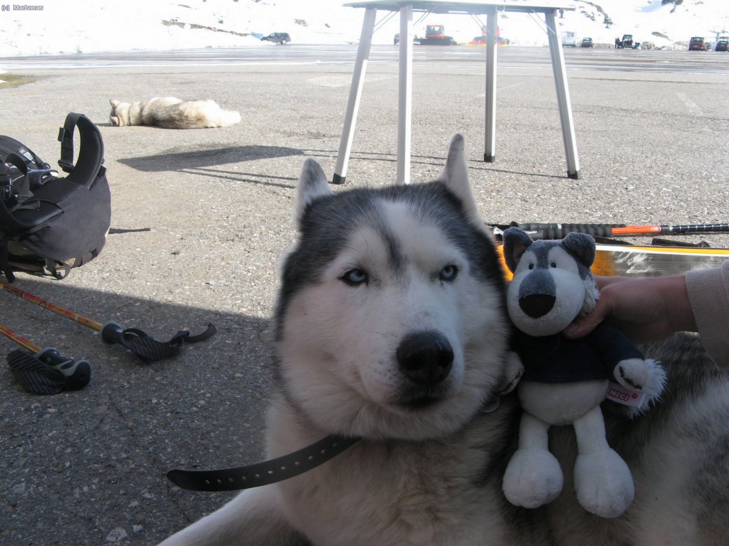 Scrupy y Husky