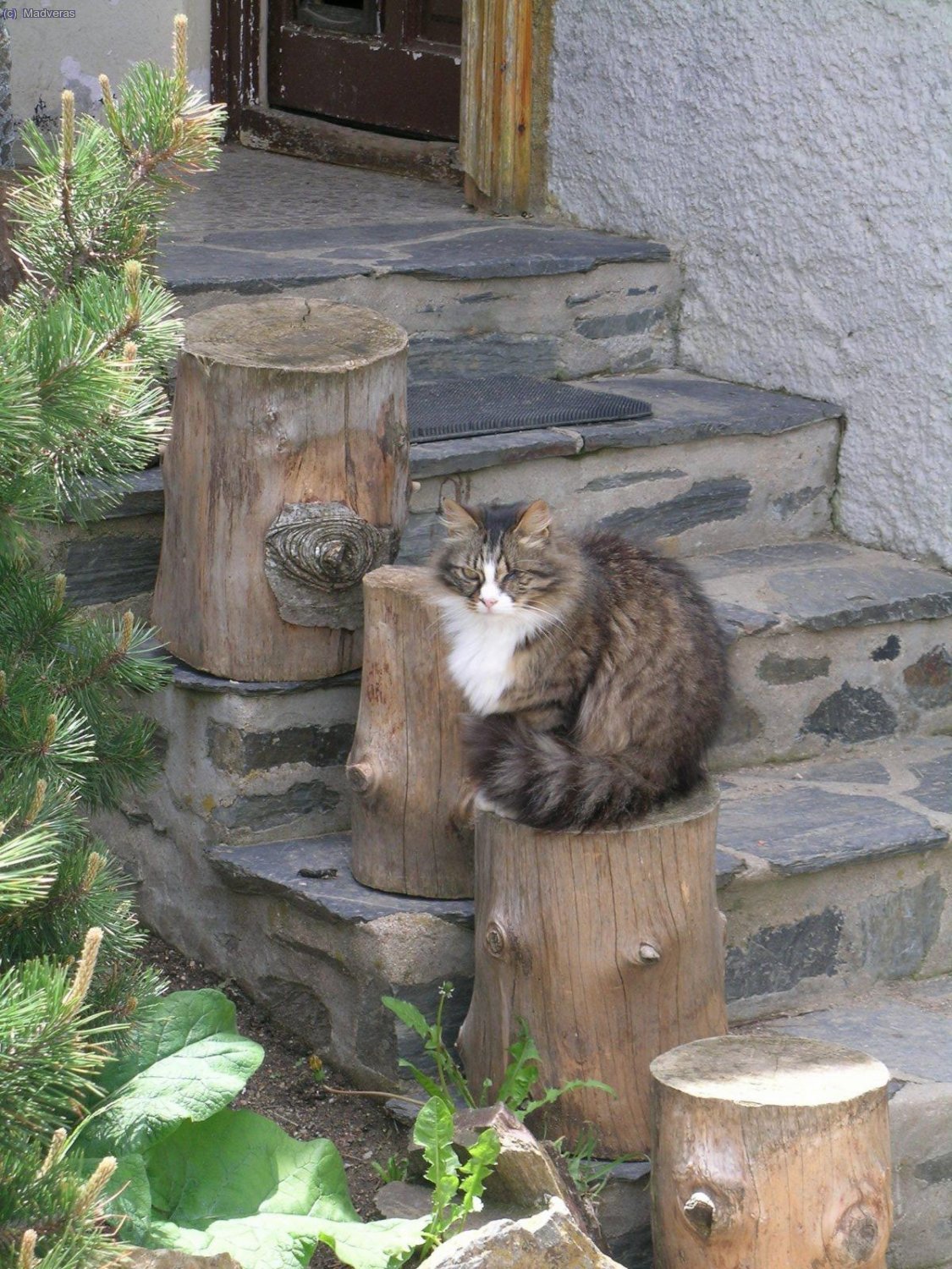 El gato del observatorio, est&aacute; to hermosote.