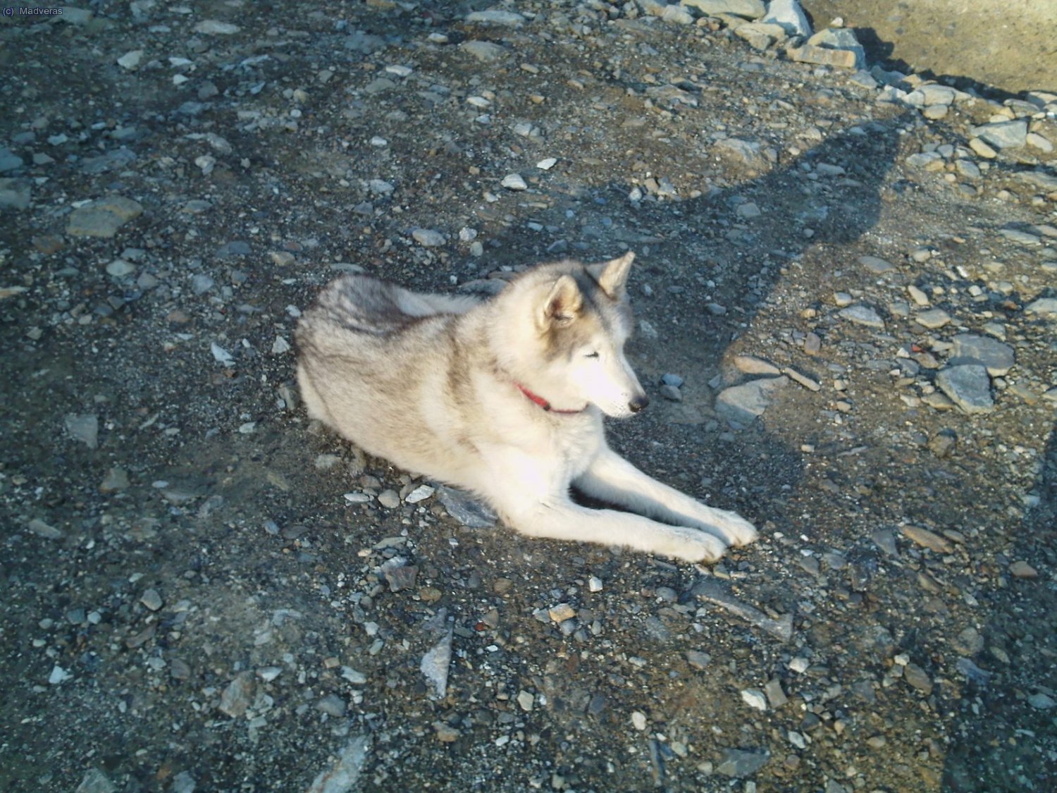 Lakie