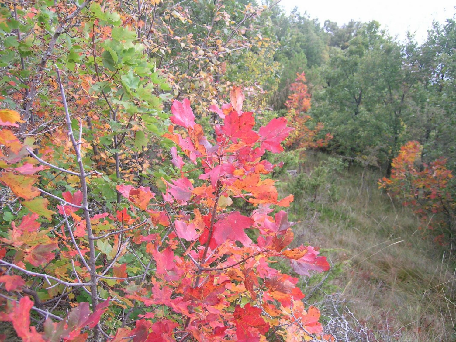Llegan los colores del oto&ntilde;o