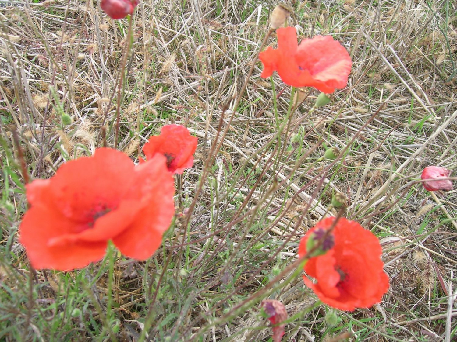 a&uacute;n quedan amapolas!! :O