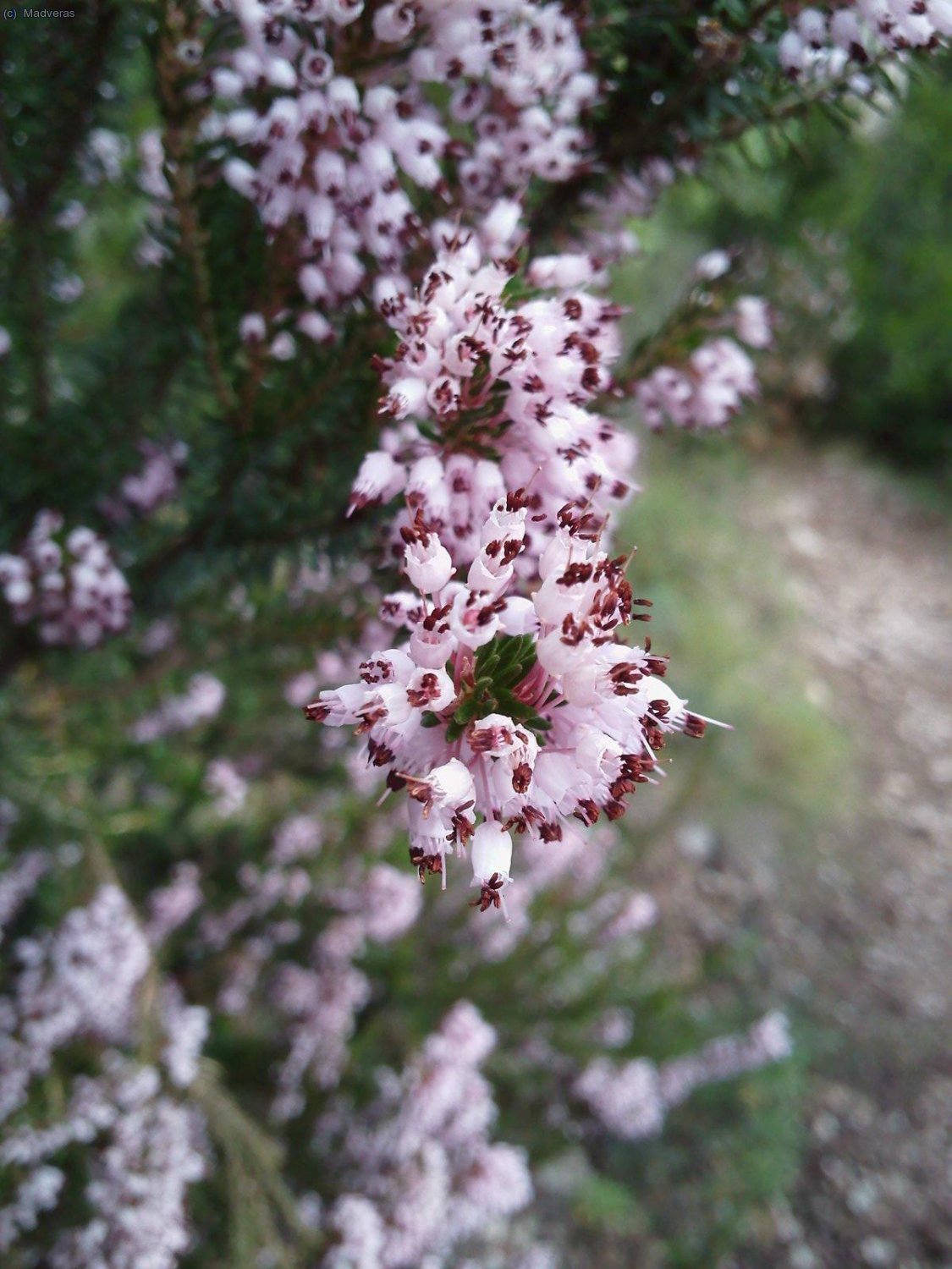 Oto&ntilde;o en Montserrat :p