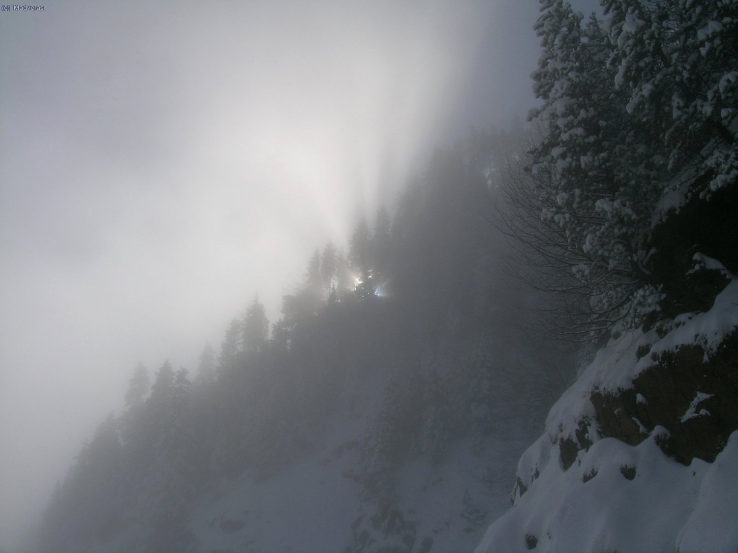 Contraluz, el sol intenta asomarse entre la niebla y los arboles