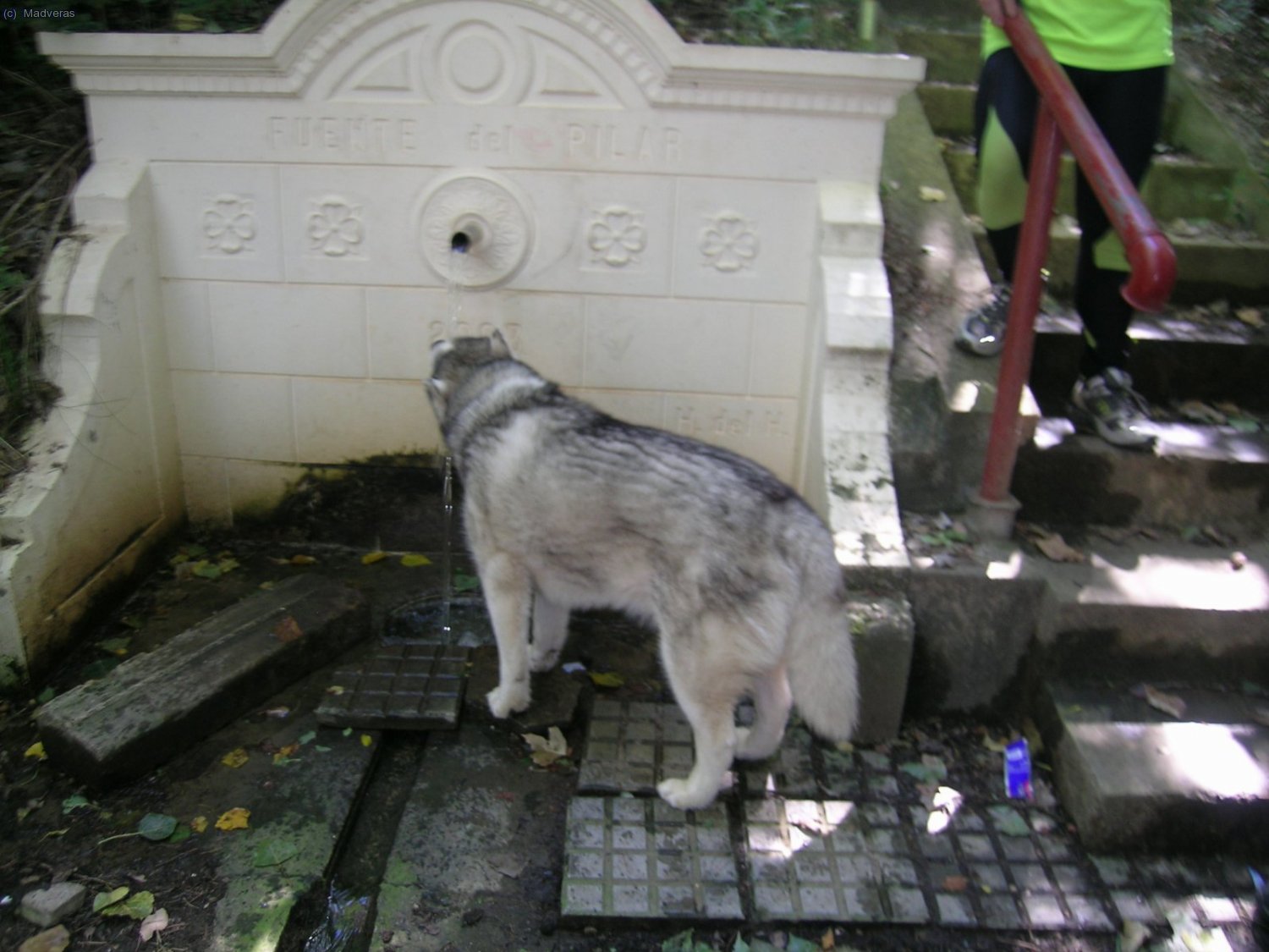 Con este Solete, scrupy tiene mucha sed