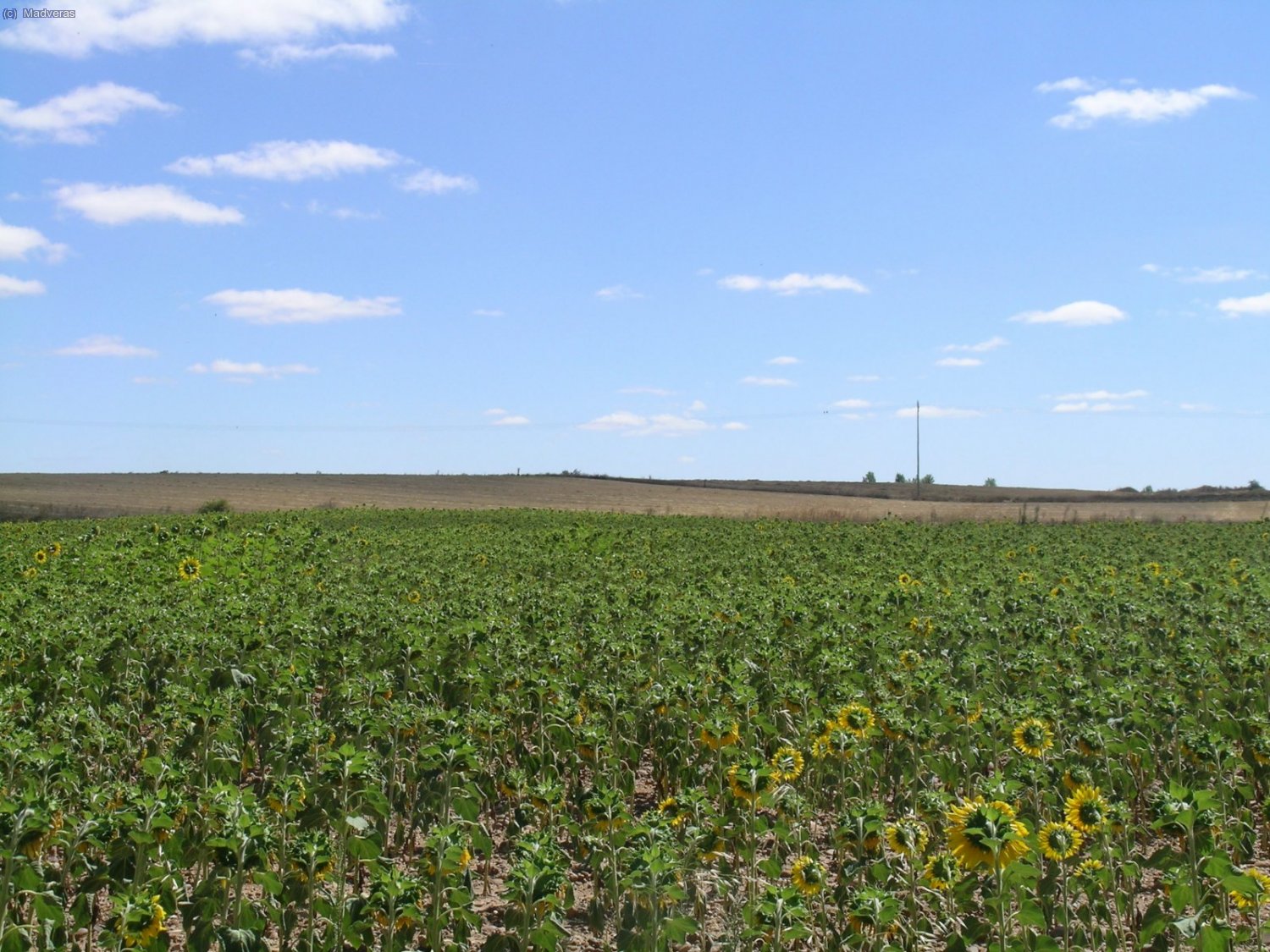 Campo de Girasoles