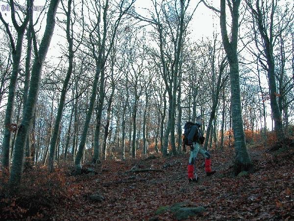 Farell subiendo por el tipico bosque del Montseny