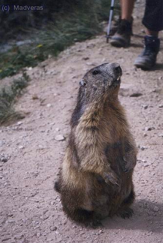 Marmota posando y vistiendo un traje de pieles naturales modelo Ron Kido