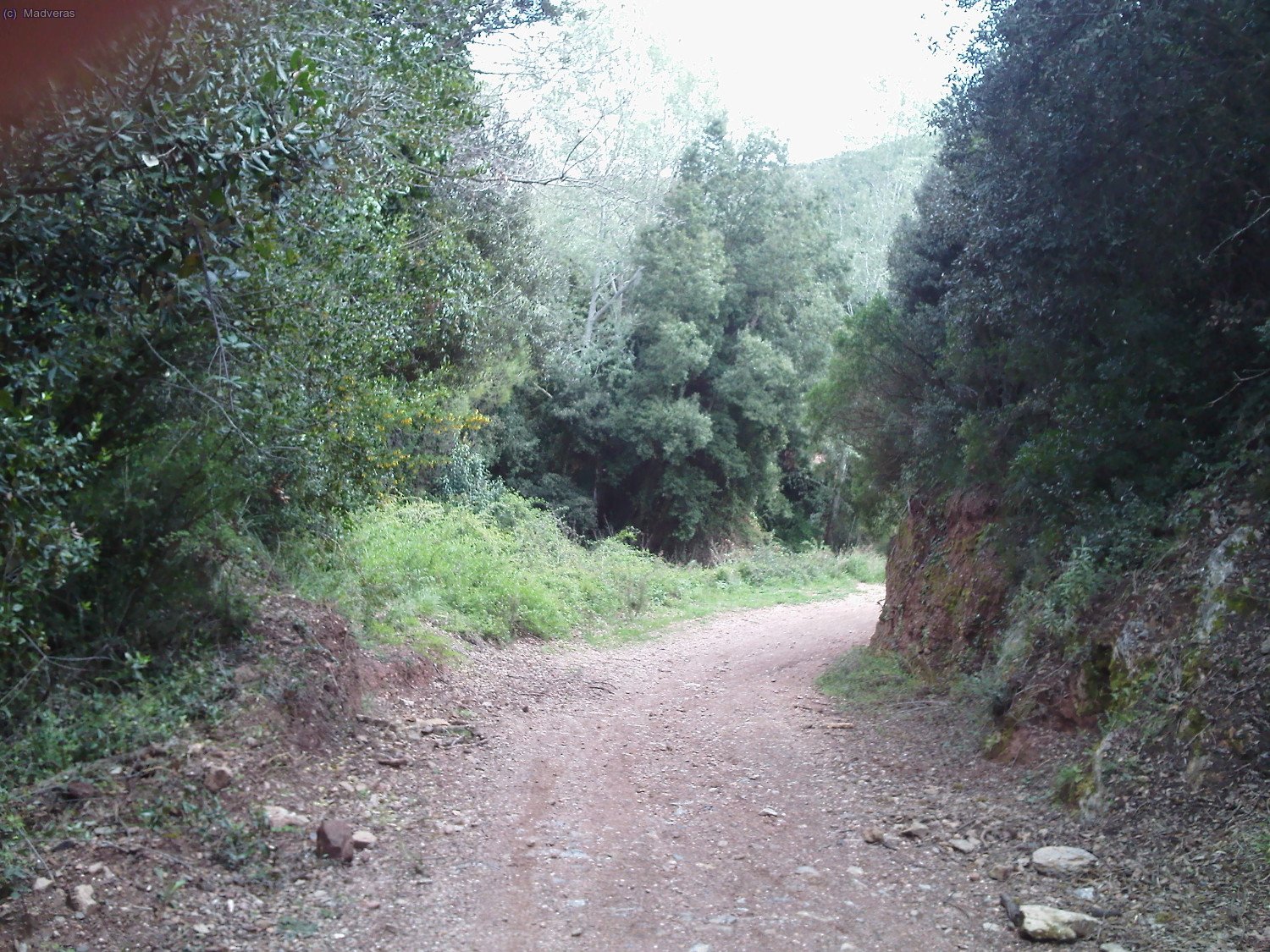 Pasamos de una vegetaci&oacute;n muy seca a una zona con vegetaci&oacute;n humeda... as&iacute; es el Garraf :) 