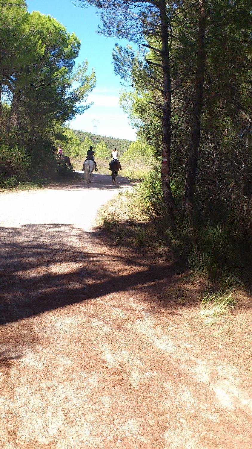 Por estas pistas puedes encontrate caballitos jijiji