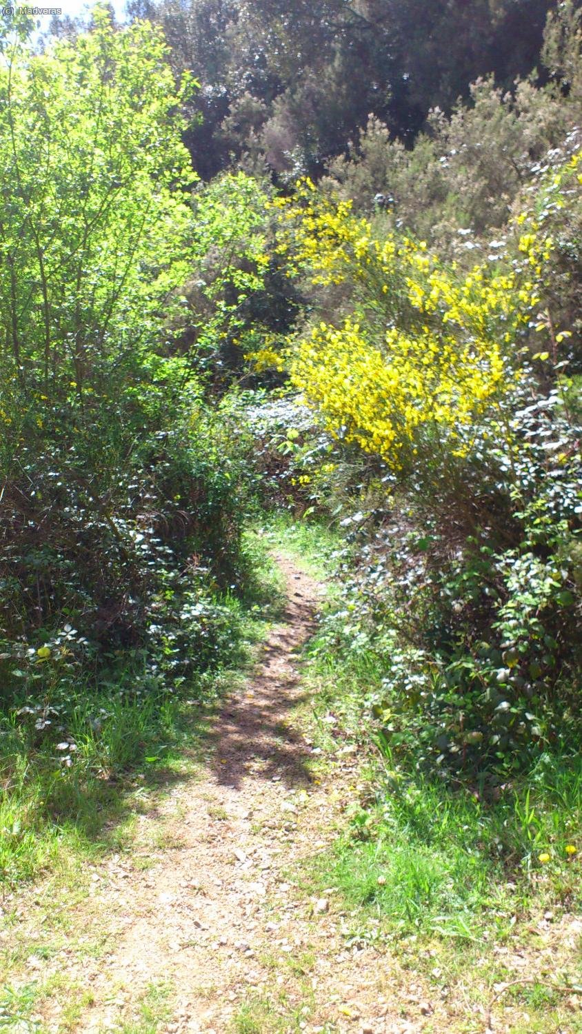 Sortida de un llarg corriol selvatic... moltisima vegetació! 