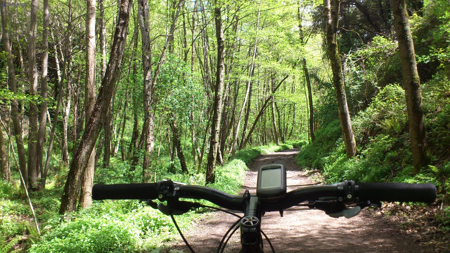 El bosc esta de un verd, espectacular! 