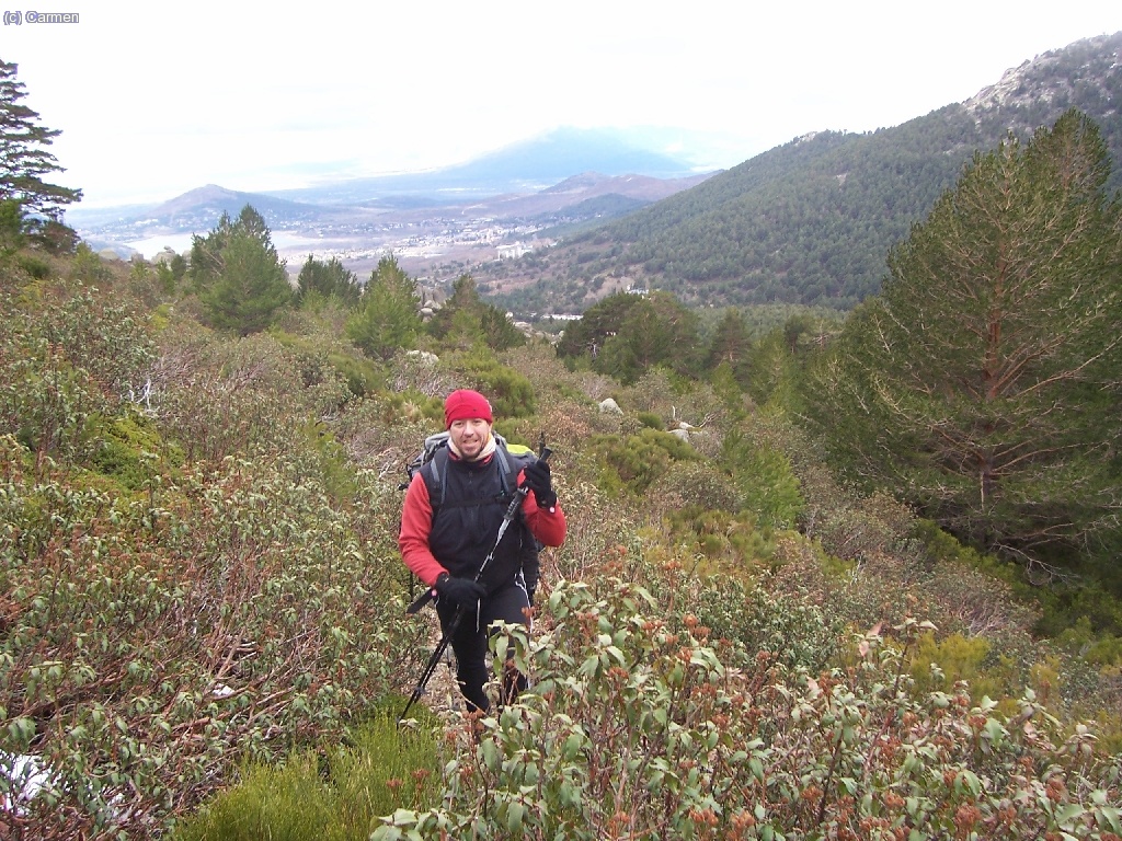 Coruxa caminando entre las jaras.