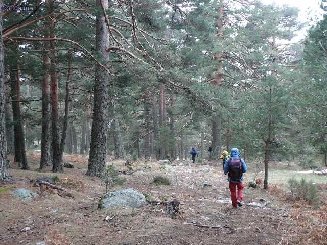 El sendero va a dar a una pista ancha, pero hay otro senderillo para atajar por el bosque y evitarla
