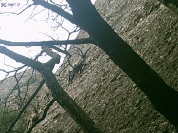 2 mascles cabra salvatge o hispànica