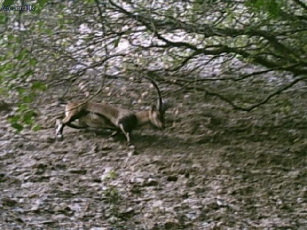una mica borrós però b...ja fa el fet