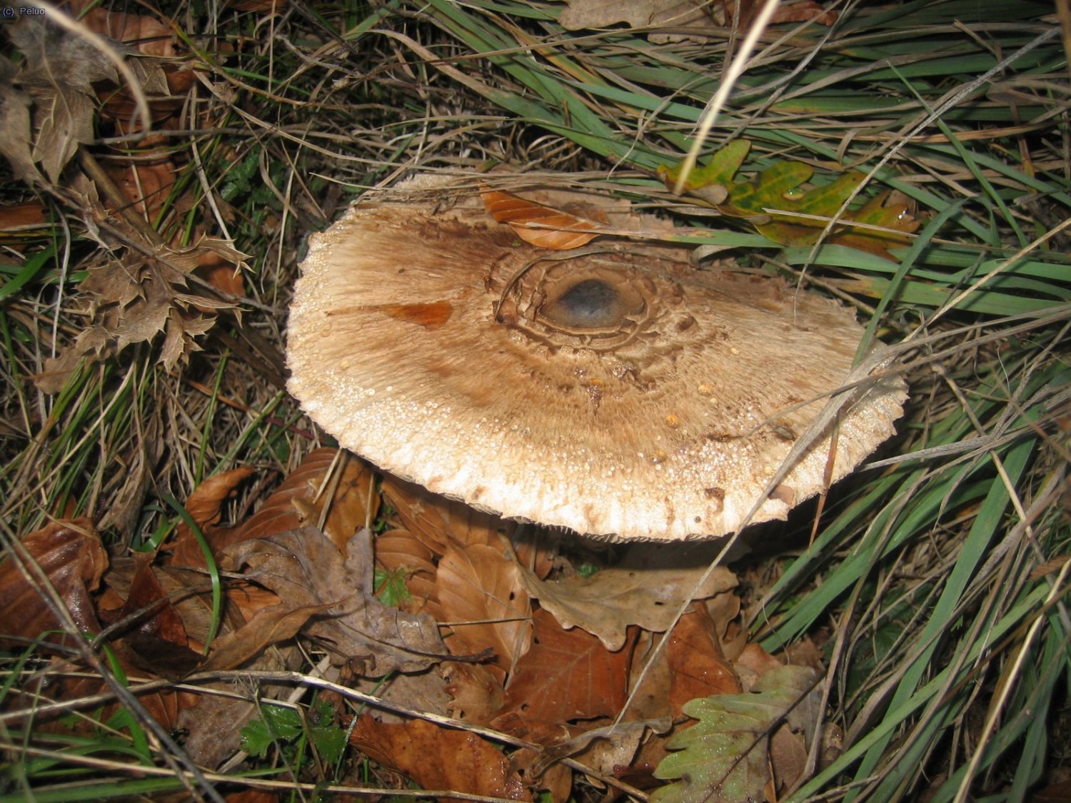 Les darreres pluges han fet sortir diferents varietats de bolets.