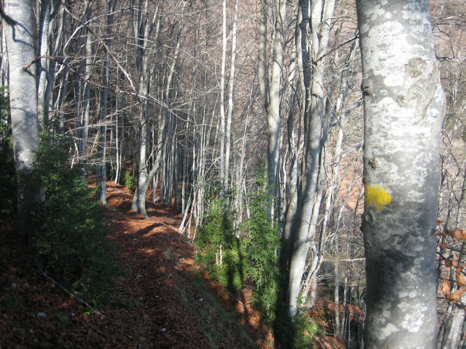 Seguim els punts grocs per frondoses fagedes