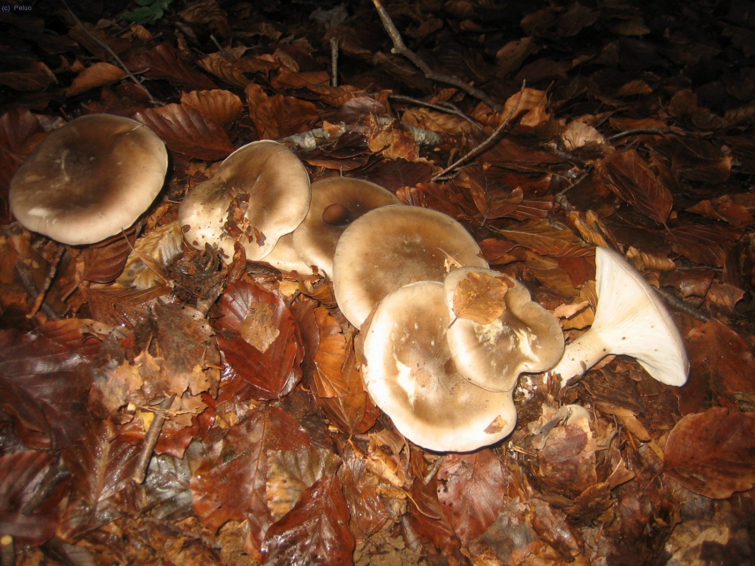 M&eacute;s bolets... que no collirem...