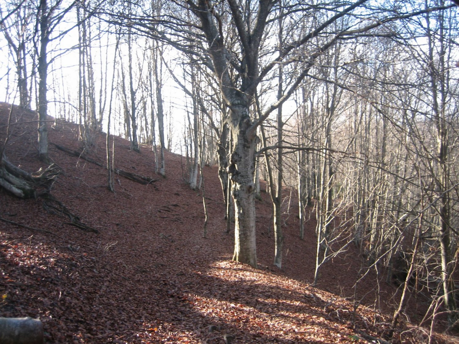 Fagedes enormes sense fulles als arbres...el paisatge ja comen&ccedil;a a ser hivernal.