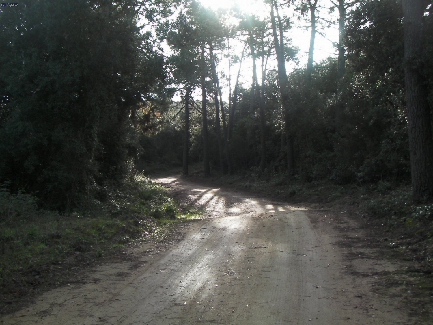 Pista forestal de acceso a Castellruf coincidente con el GR