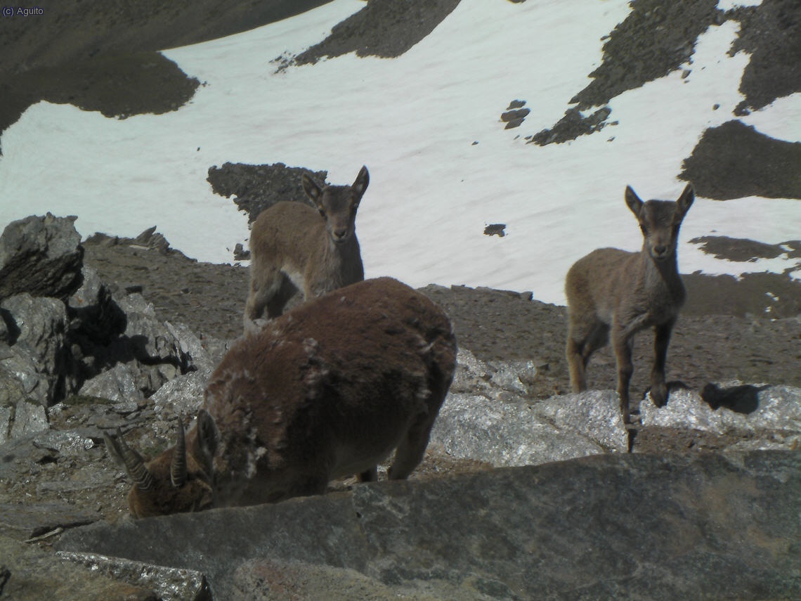 Agradables visitantes el pilla vientos