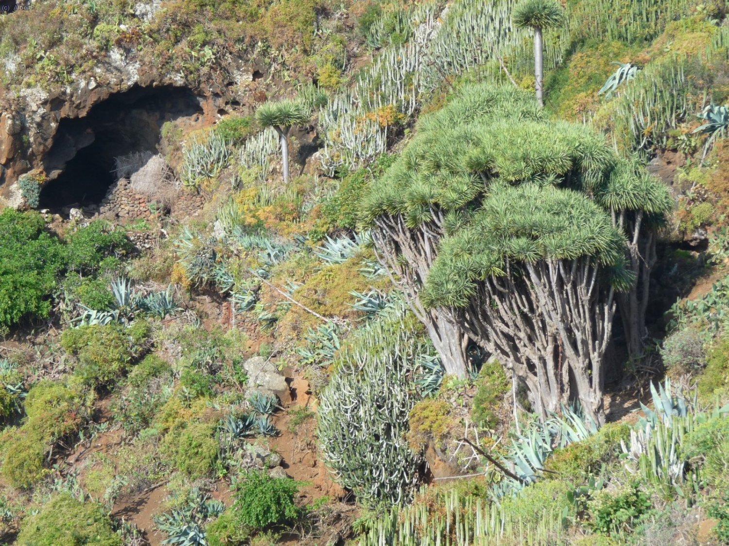 Acostant-nos a la costa nord de l&acute;illa trobem els primers dragos