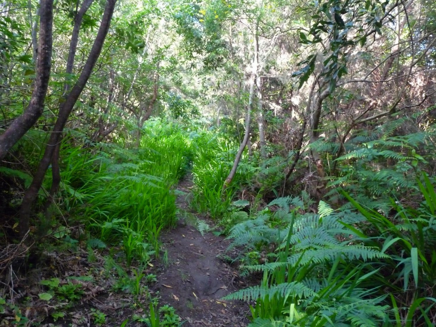 Abandonem El Bast&oacute;n a la torre del Time (a 10km del Puerto de Tazacorte) per prendre el PR LP 10 (La Traviesa), en direcci&oacute; a La Mata