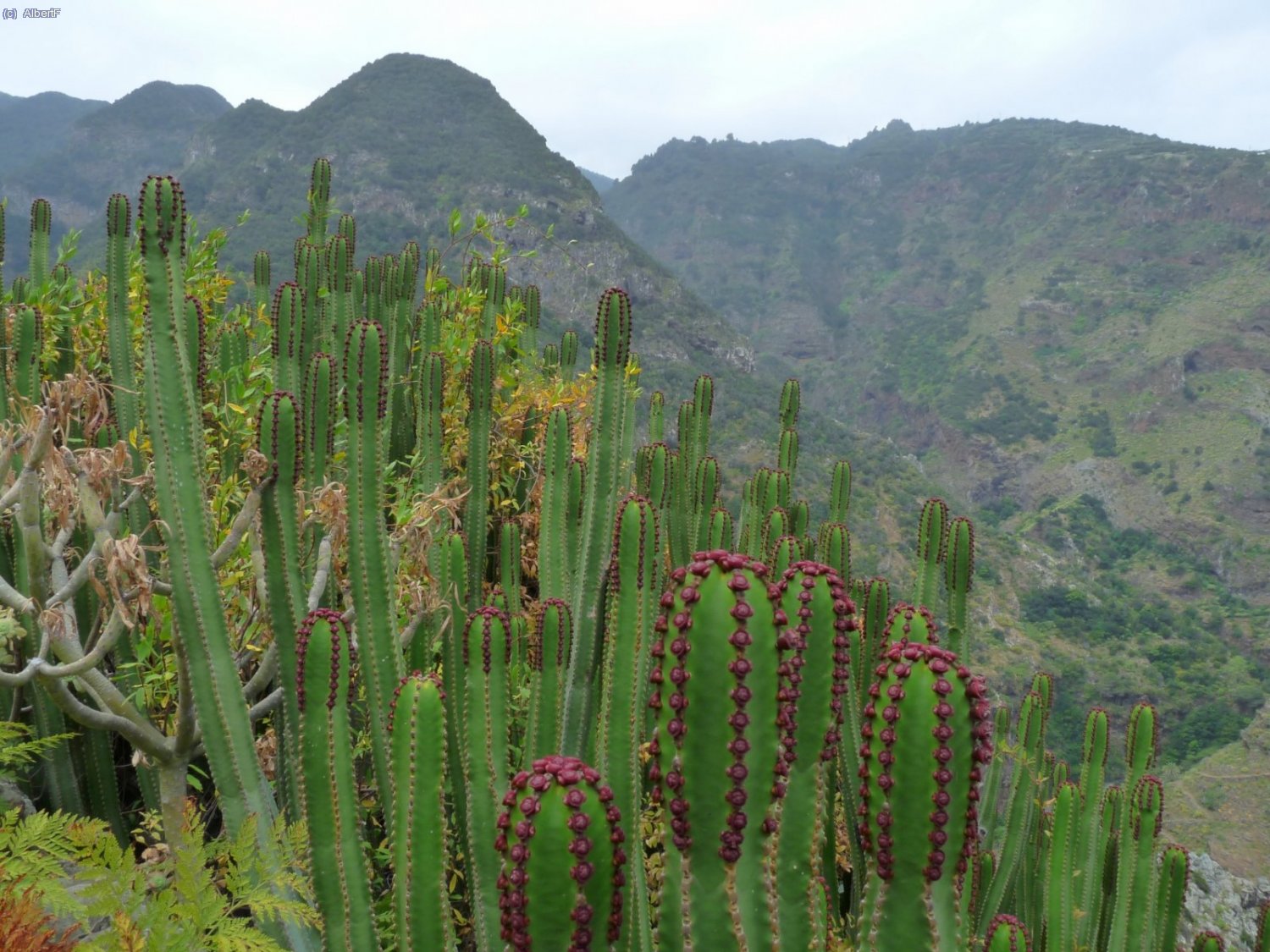 Costa nord de l&acute;illa. Deixem el PR LP 9.2 per agafar el GR 132 que recorre la costa nord
