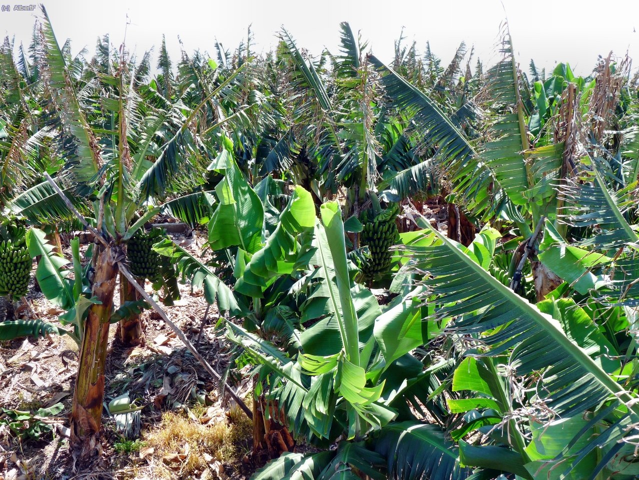 Plantacions de pl&agrave;tans, prop de las Piscinas de la Fajana