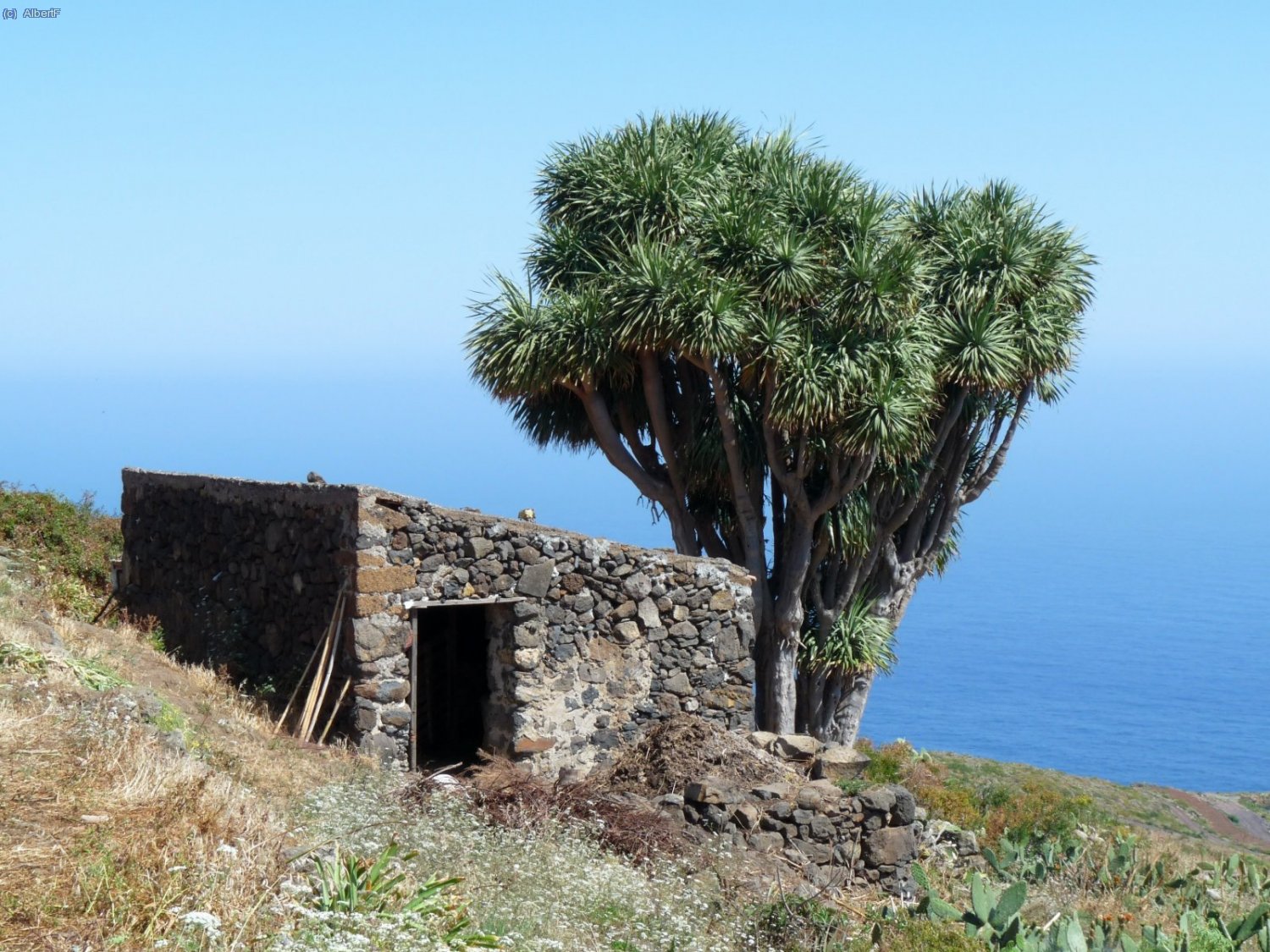 Drago, passat Barlovento, de cam&iacute; a las Piscinas de la Fajana, seguint el SL LP 41