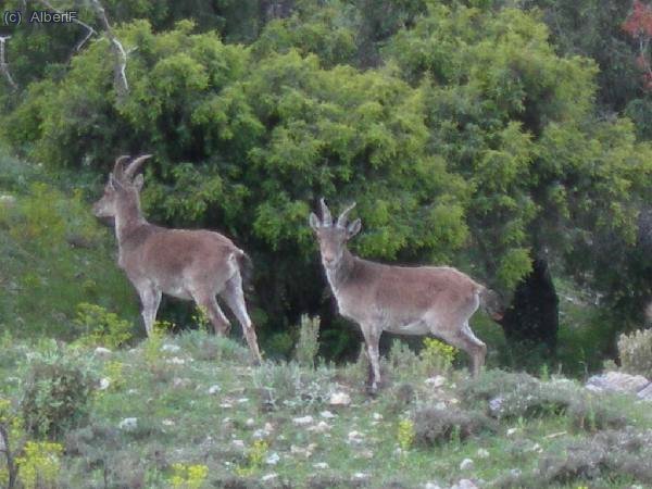 Cabres, baixant pel coll de la Gilaberta