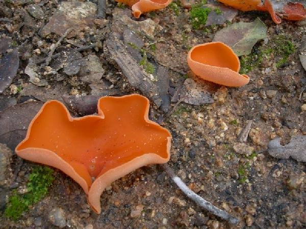 Bolet 1:
Cassoleta vermella.