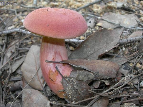Bolet 4:
Mataparent vermell&oacute;s.