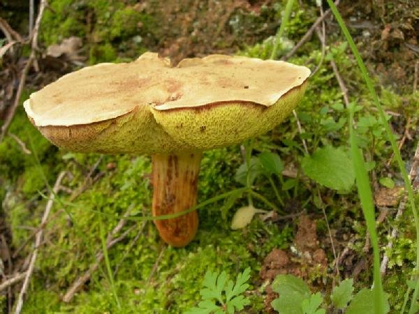 Bolet 6:
Bolet de Bou, Mataparent.