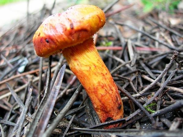 Bolet 10:
Cama de Perdiu