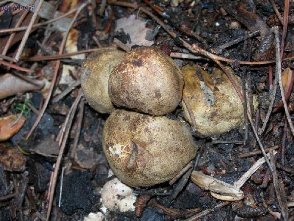 Bolet 16