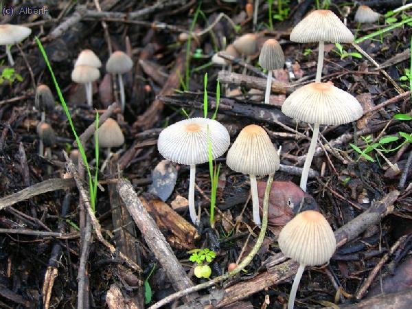 Bolet 21:
Inocibes.