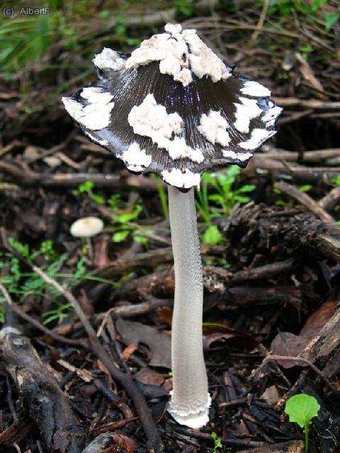 Bolet 22:
Pixac&agrave; de Garsa.